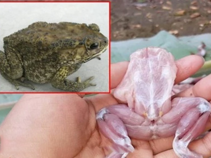 bat-chuoc-video-tren-mang-4-chau-be-cap-cuu-vi-an-thit-coc